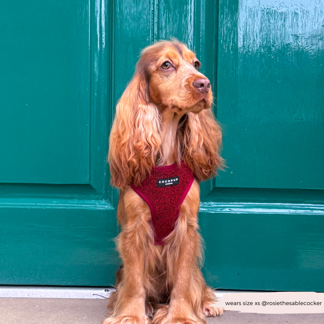 Limited Edition Burgundy Sparkle Pup Adjustable Neck Harness, Lead & Collar Bundle