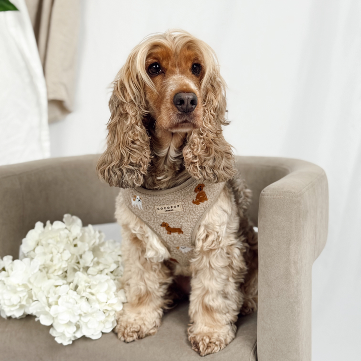 Ralph & Friends Mocha Teddy Adjustable Neck HARNESS