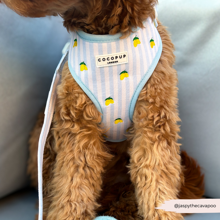 Living La Vida Lemon Adjustable Neck HARNESS
