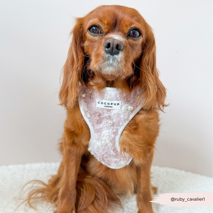 Pearly Pup Adjustable Neck HARNESS