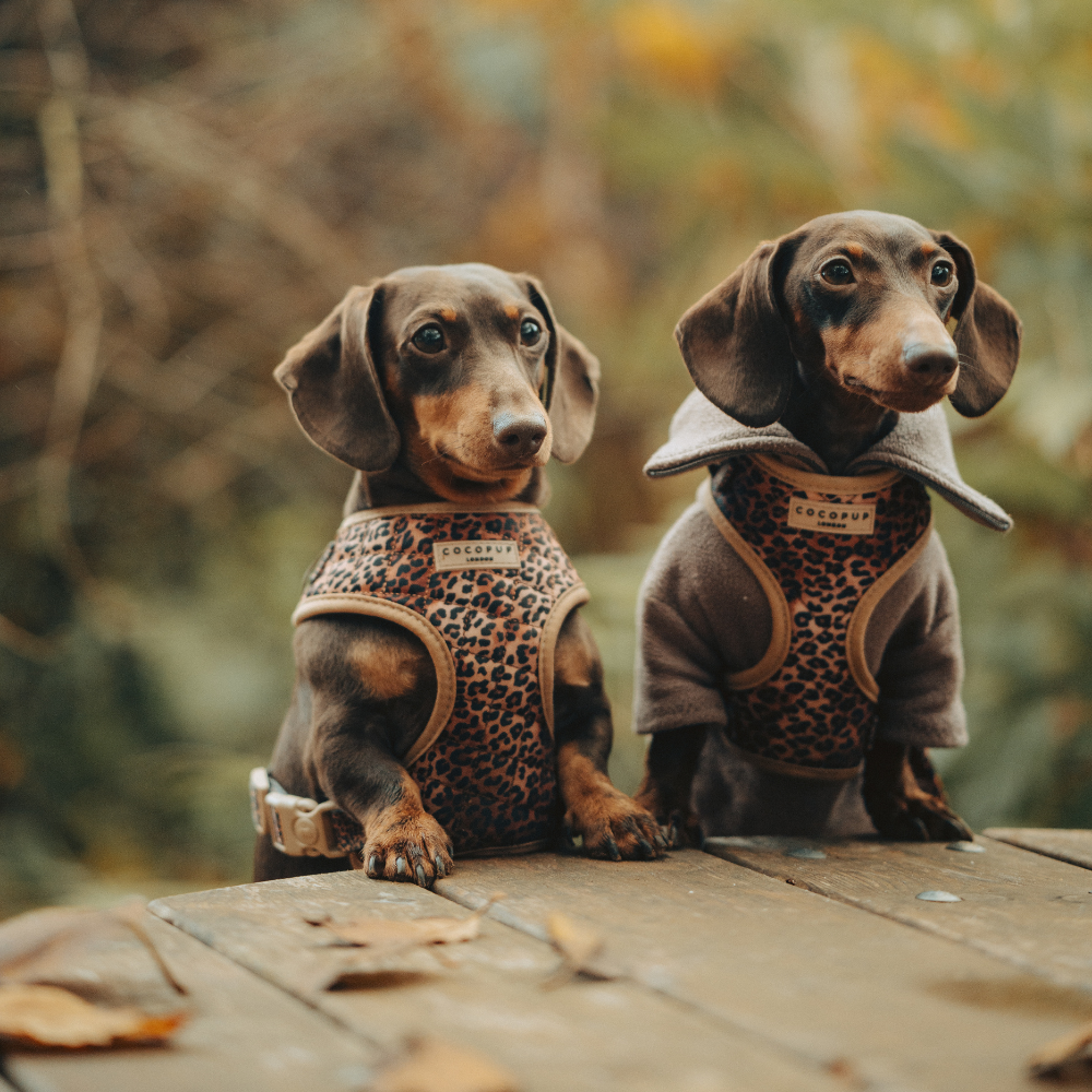 Quilted Leopard Pup Adjustable Neck Harness