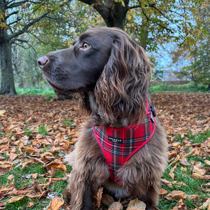 Tartan Adjustable Neck Harness