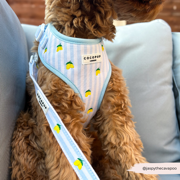 Living La Vida Lemon Adjustable Neck HARNESS