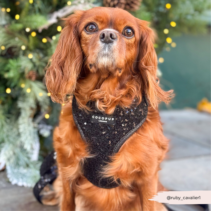 Limited Edition Sparkle Season Black Adjustable Neck Harness, Lead & Collar Bundle