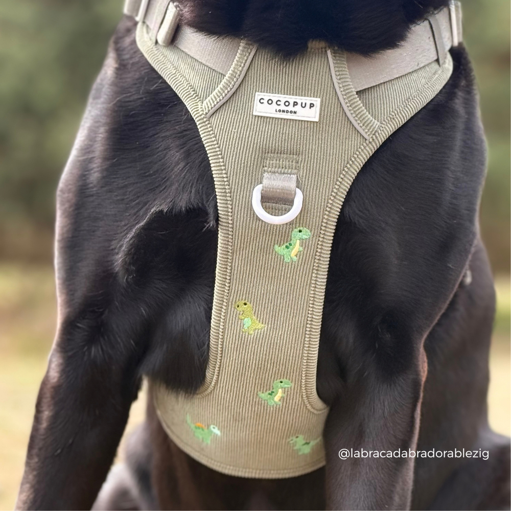 Explore Harness - Dino Doodles