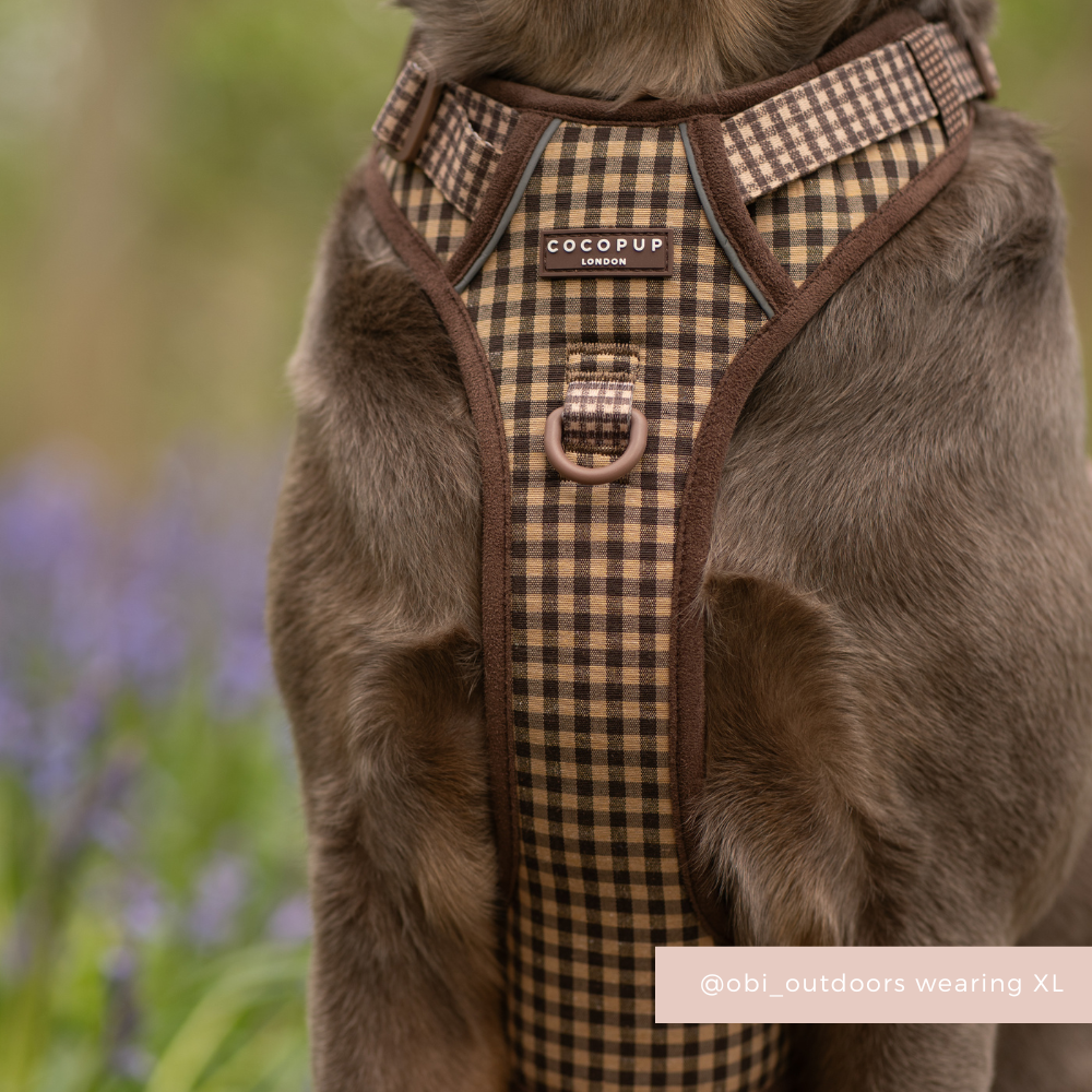 Dog wearing a Cocopup London Explore Harness with beige and brown Cotswold Check pattern.