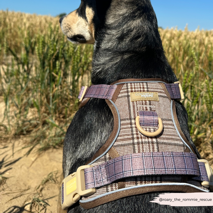Explore Harness - Pup Plaid