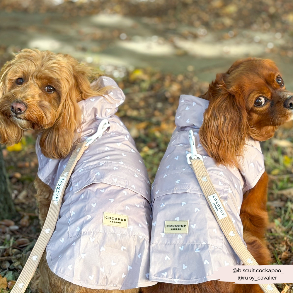 Dog Raincoat - Chai Hearts