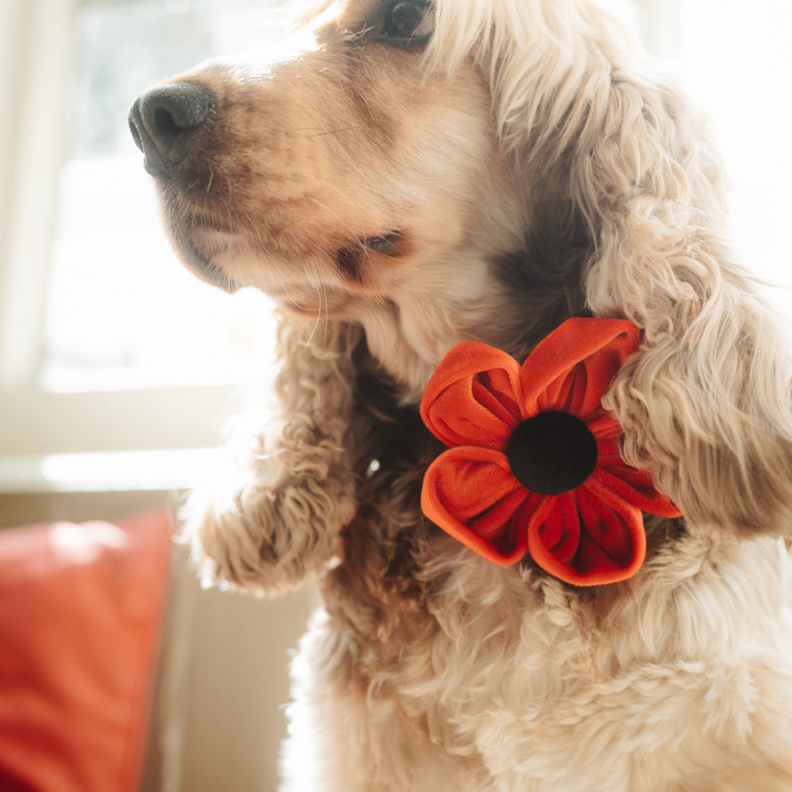 Poppy Collar Flower