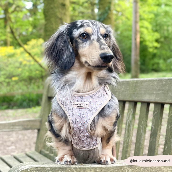 Nude Flowers Adjustable Neck HARNESS