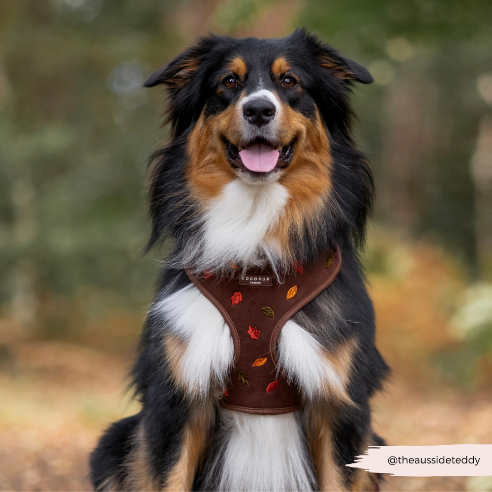 Pawtumn Leaves Adjustable Neck HARNESS