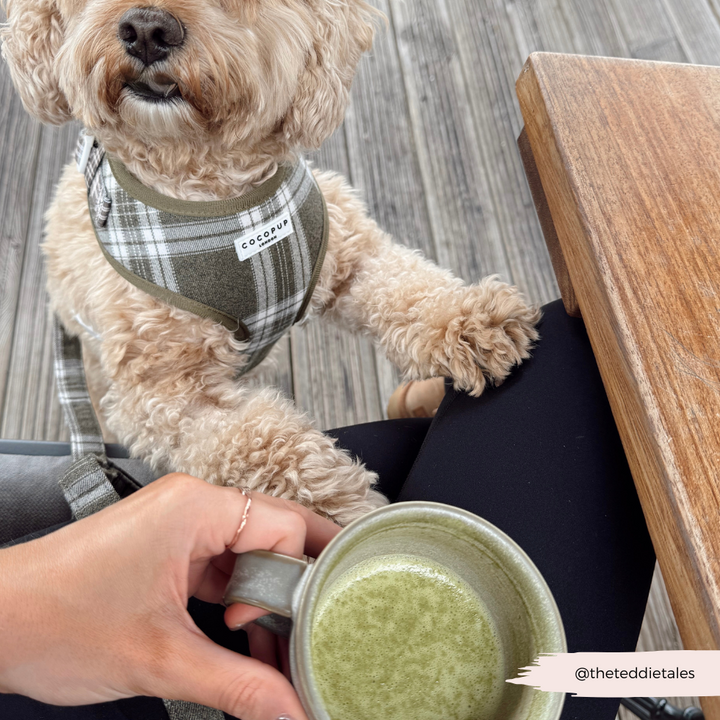 Olive Check Adjustable Neck HARNESS