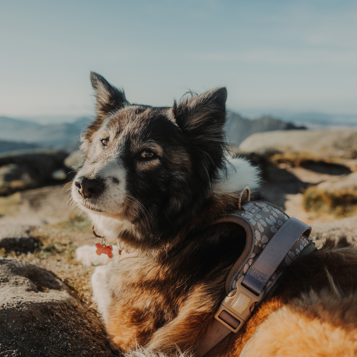 Explore Harness - Mocha Flower