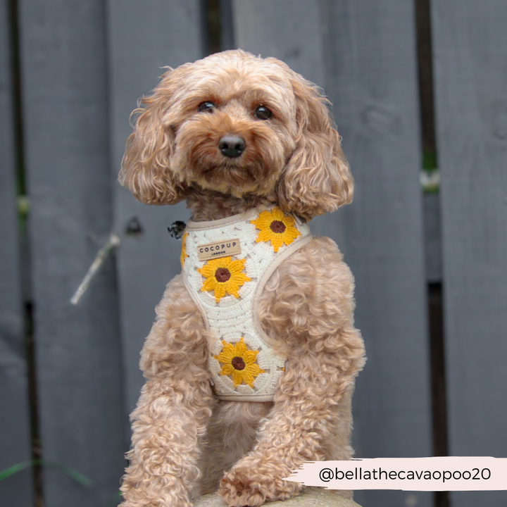 Sunflower Patch Adjustable Neck Harness, Lead & Collar Bundle