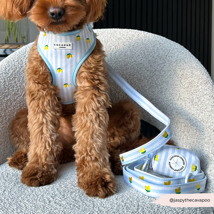 Living La Vida Lemon Adjustable Neck HARNESS