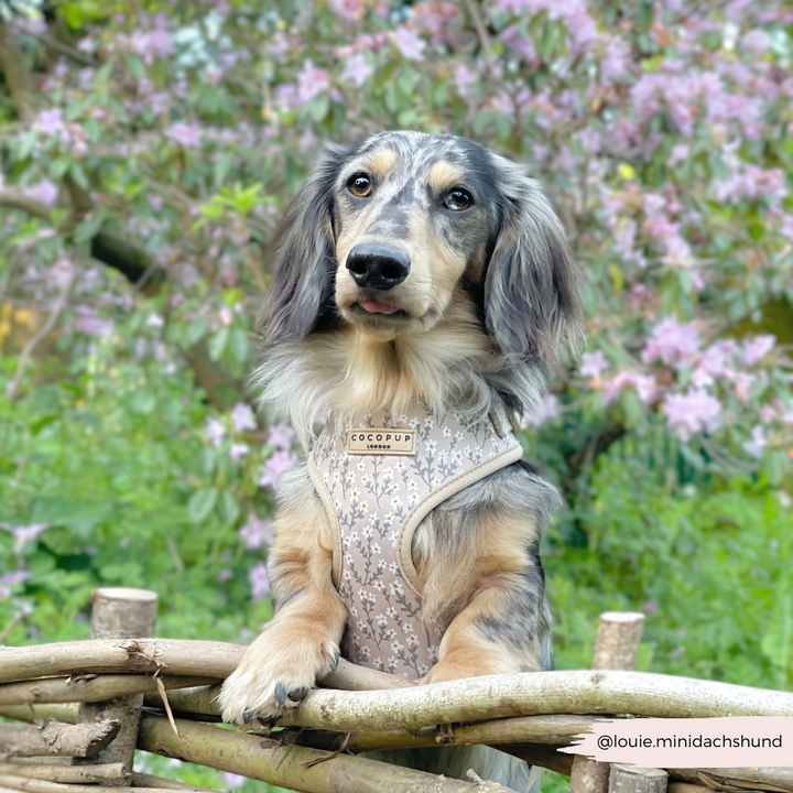 Nude Flowers Adjustable Neck HARNESS