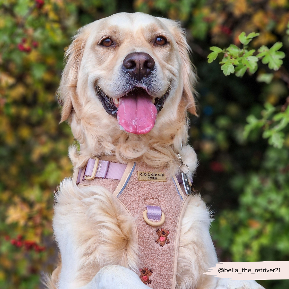 Explore Harness - Theo Embroidered Teddy