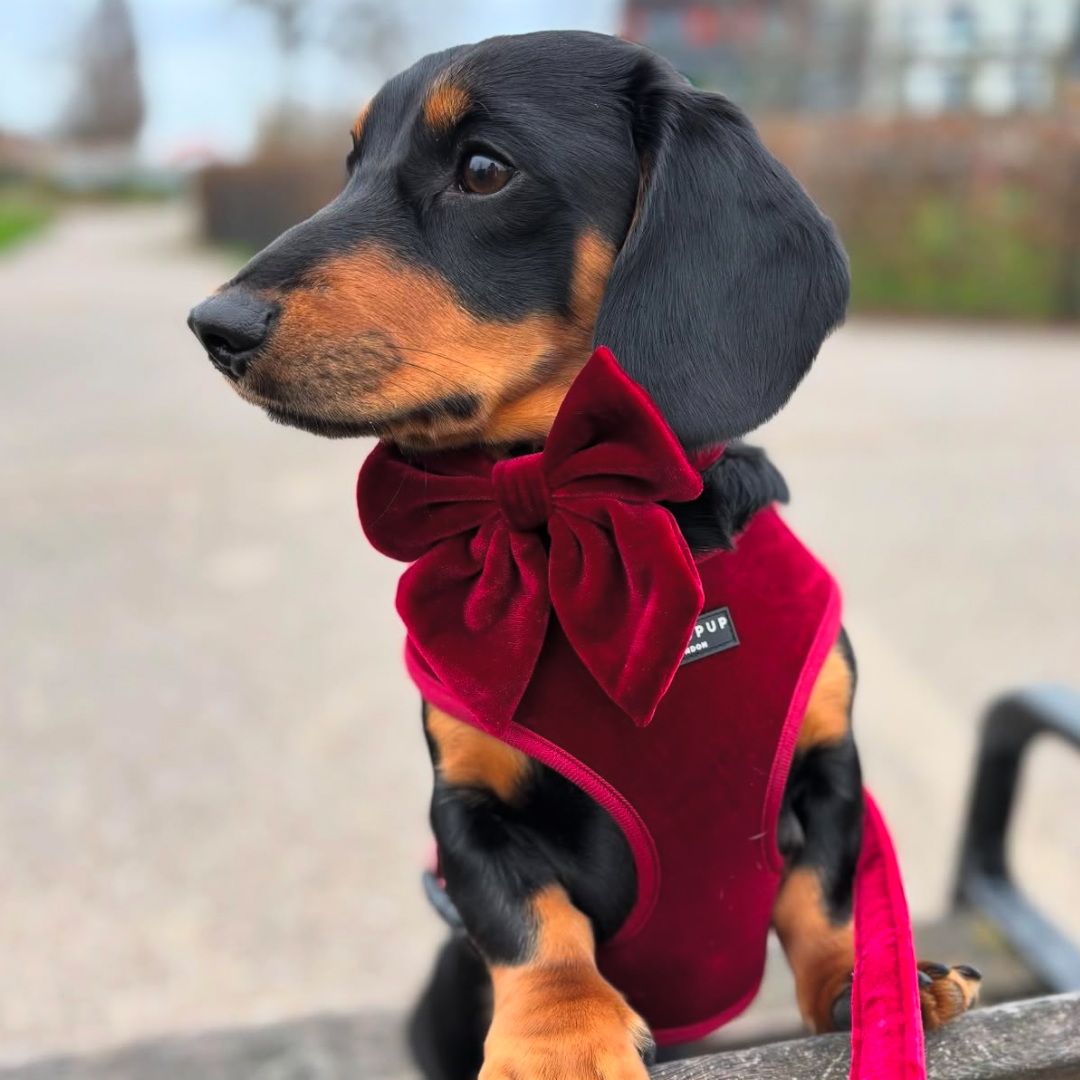 Luxe Velvet Sailor Bow Tie - Berry Red