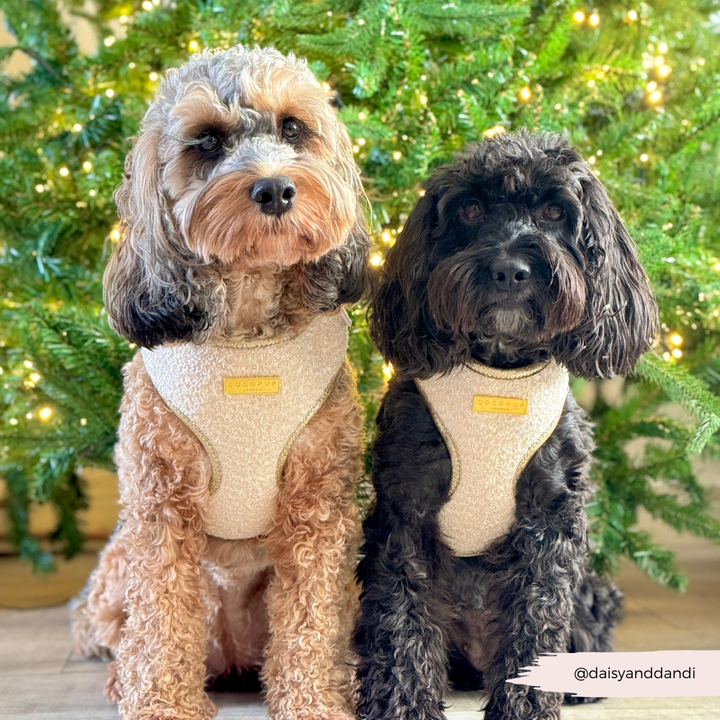 Limited Edition Sparkle Season Gold Adjustable Neck HARNESS