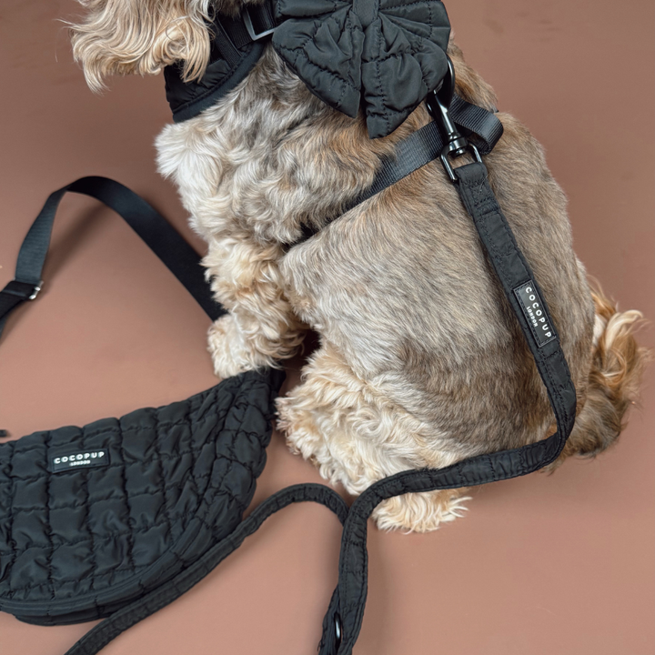 Onyx Quilted Adjustable Neck Harness, Lead & Collar Bundle