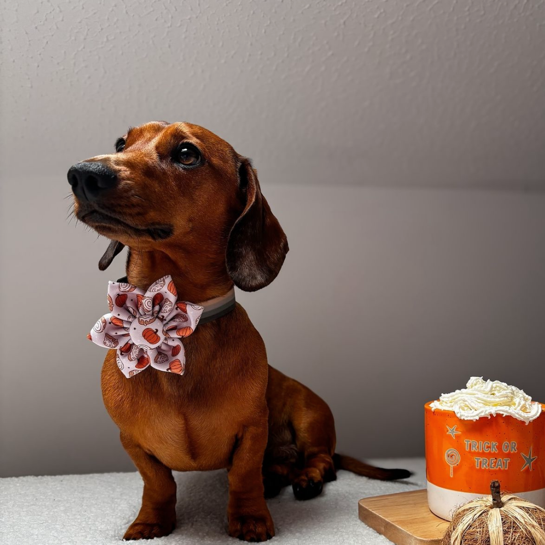 Cinnamon Buns Collar Flower