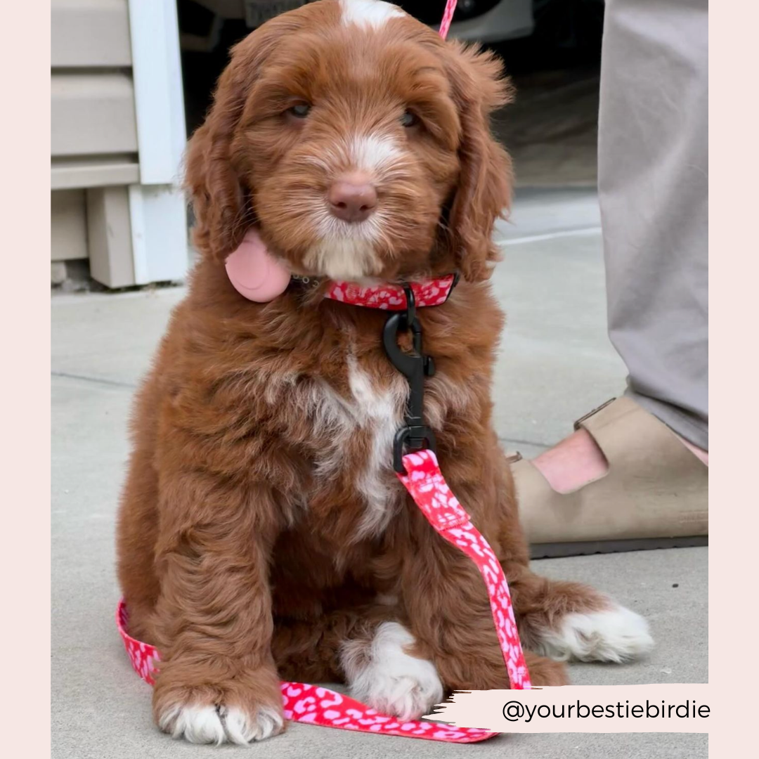 Red & Pink Leopard Lead