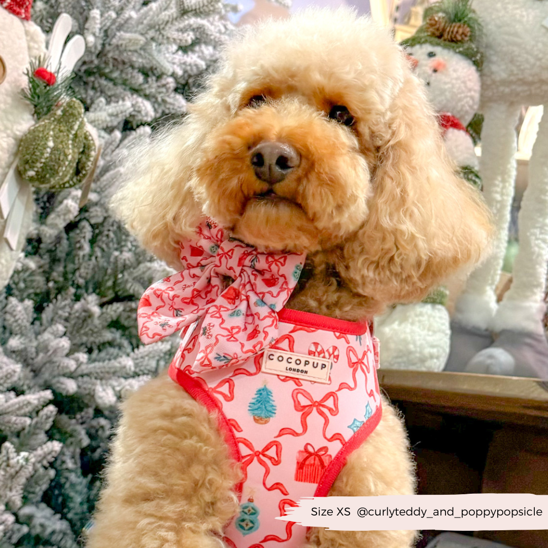 Pupmas Kisses Adjustable Neck Harness, Lead & Collar Bundle