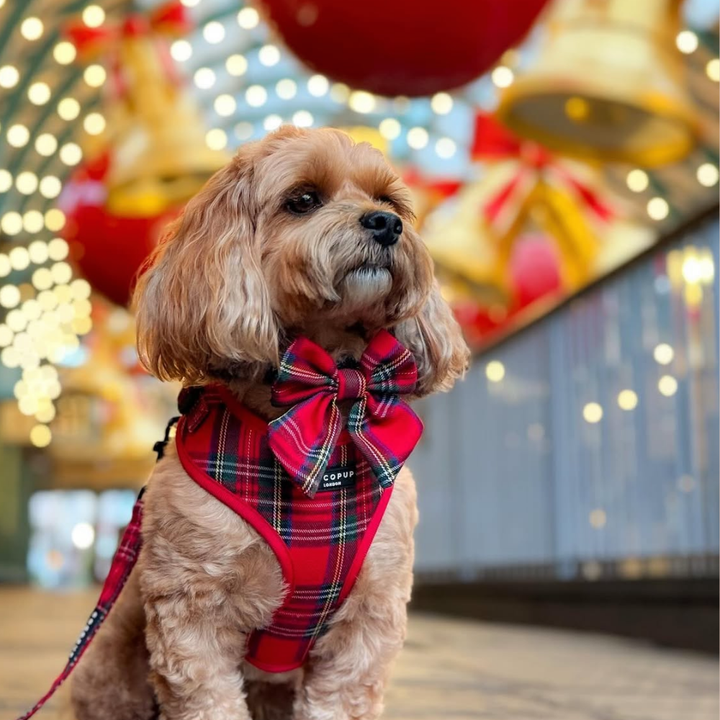 Tartan Adjustable Neck Harness, Lead & Collar Bundle