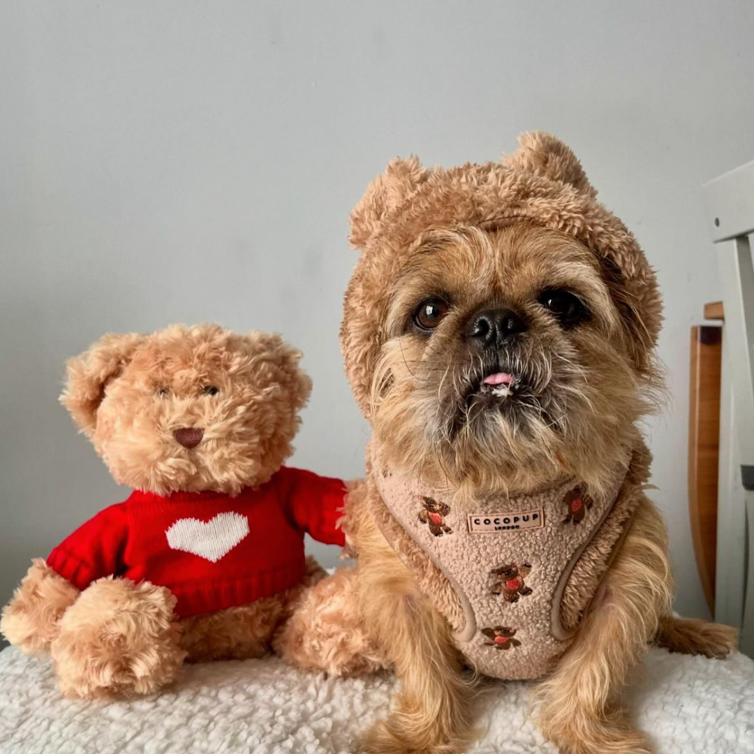 Theo Embroidered Teddy Adjustable Neck Harness, Lead & Collar Bundle