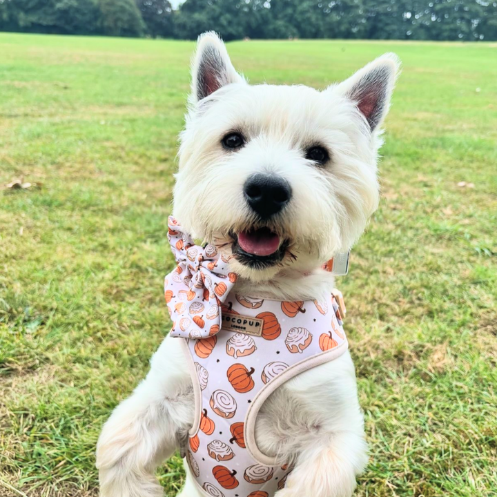 Cinnamon Buns Adjustable Neck Harness