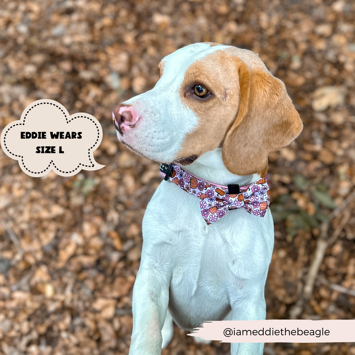 dog outdoors wearing pumpkin bow tie and collar