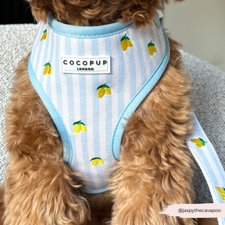 Living La Vida Lemon Adjustable Neck HARNESS