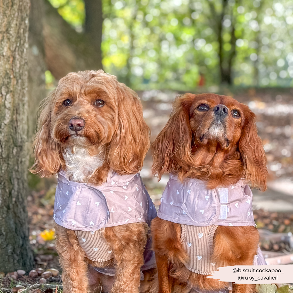 Dog Raincoat - Chai Hearts