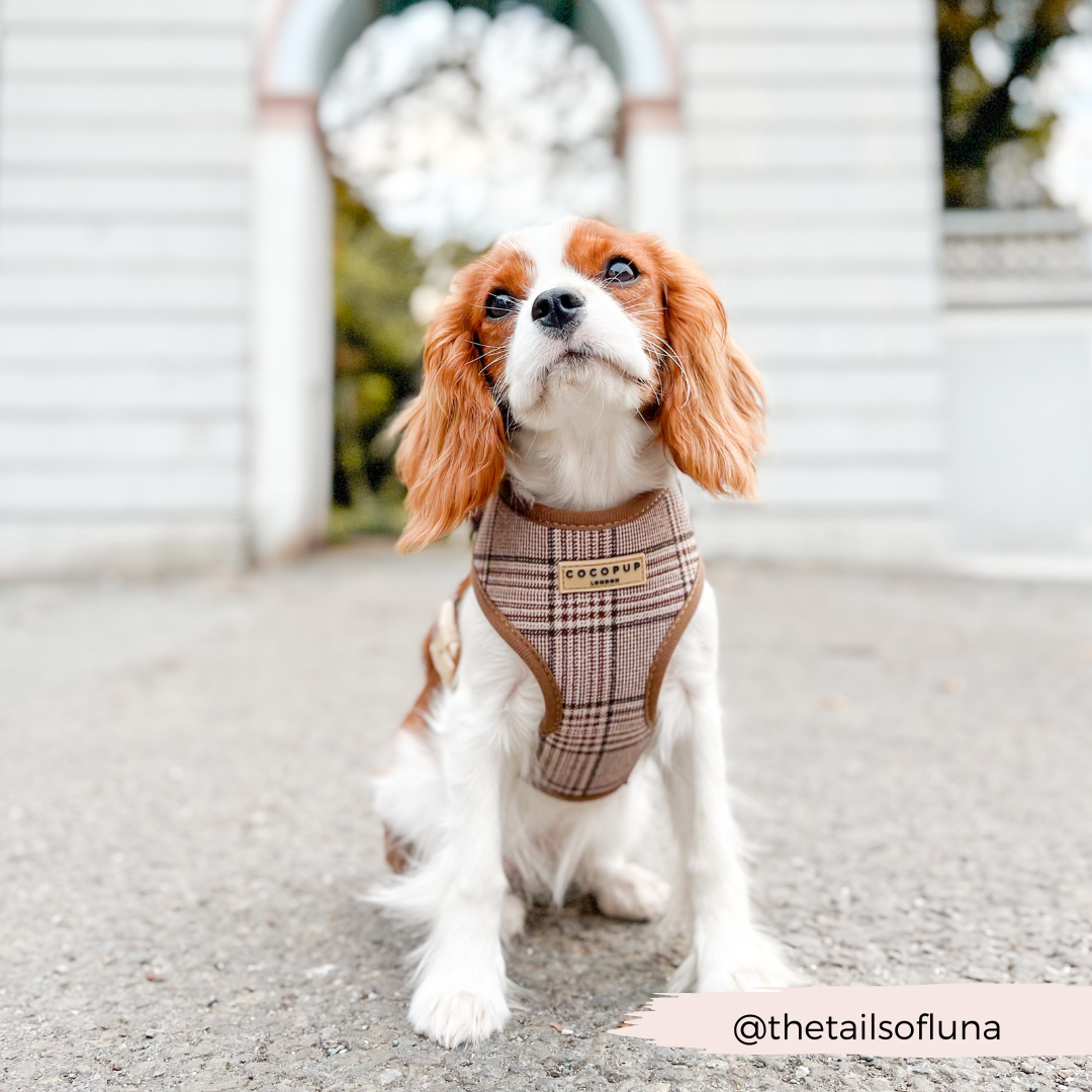 Pup Plaid Adjustable Neck Harness, Lead & Collar Bundle