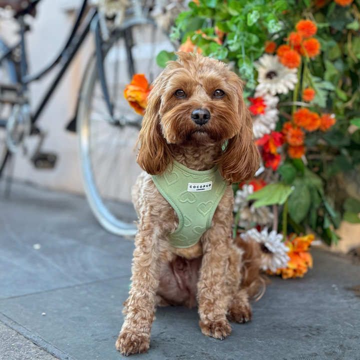 Luxe Adjustable Neck Harness - Sage Heart