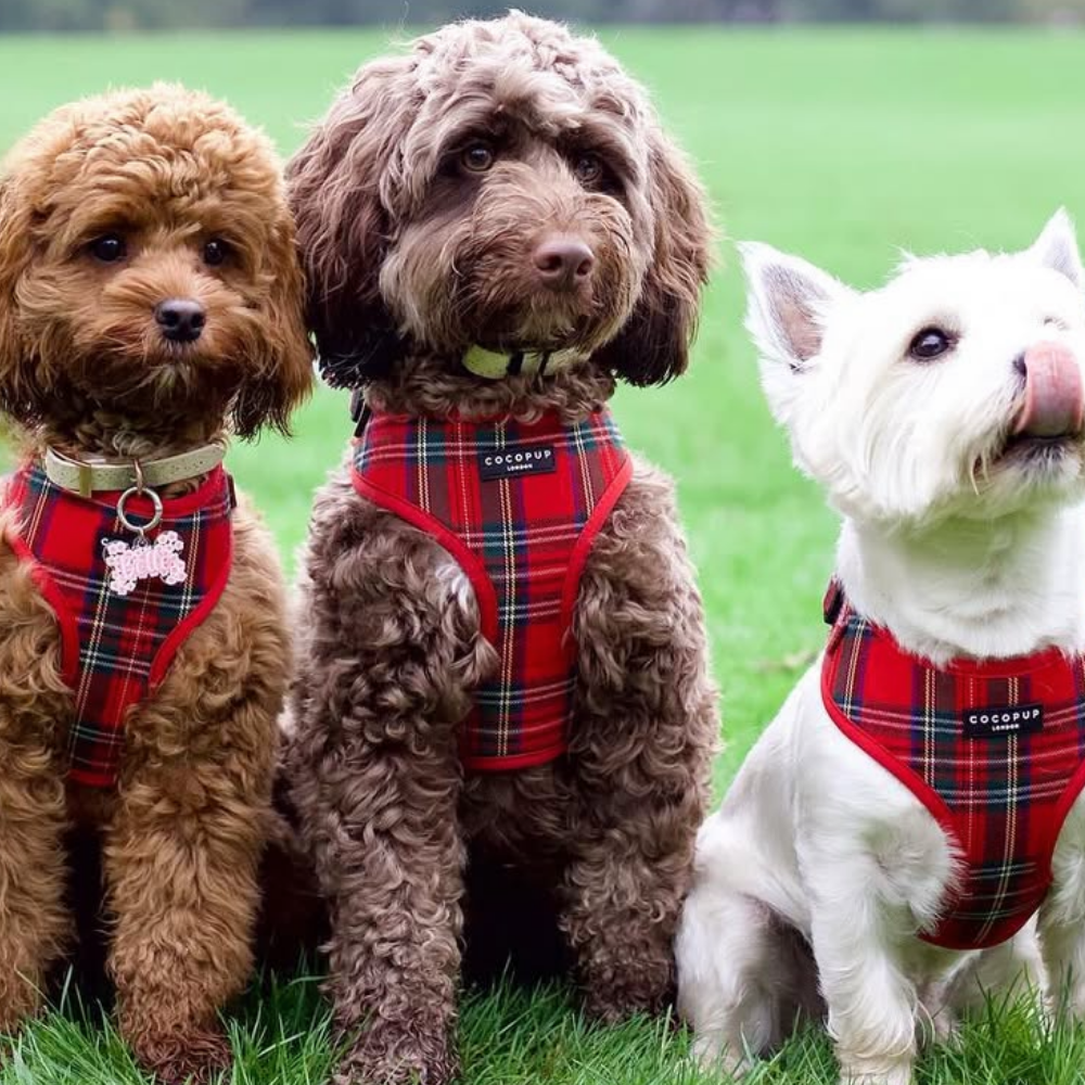 Tartan Adjustable Neck Harness, Lead & Collar Bundle