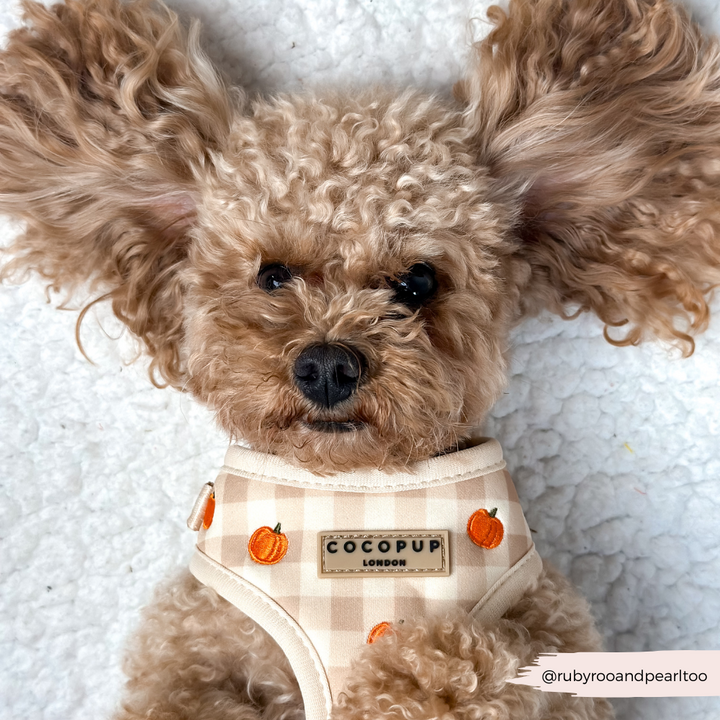 Pumpkin Patch Adjustable Neck HARNESS