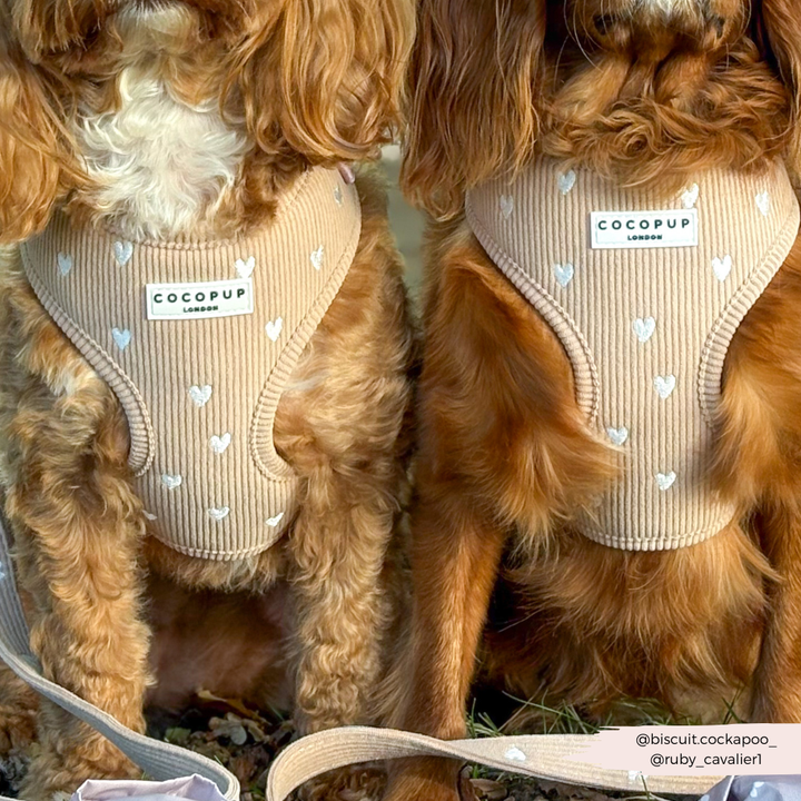 Chai Hearts Adjustable Neck HARNESS