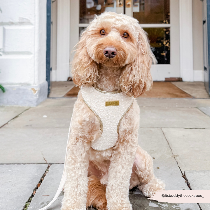 Limited Edition Sparkle Season Gold Adjustable Neck HARNESS