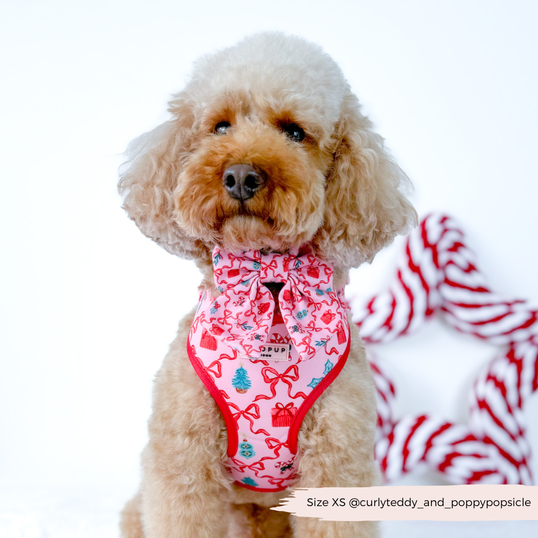 Pupmas Kisses Adjustable Neck Harness, Lead & Collar Bundle