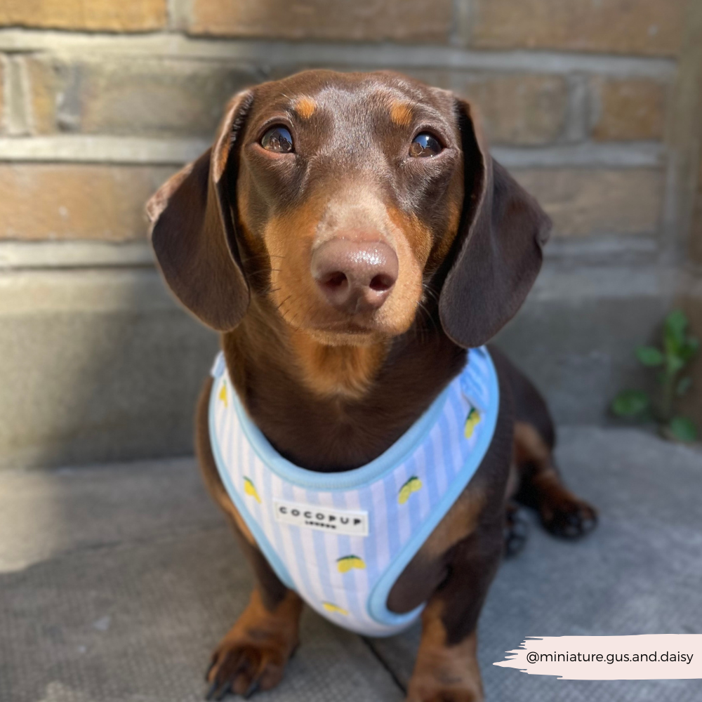 Living La Vida Lemon Adjustable Neck HARNESS