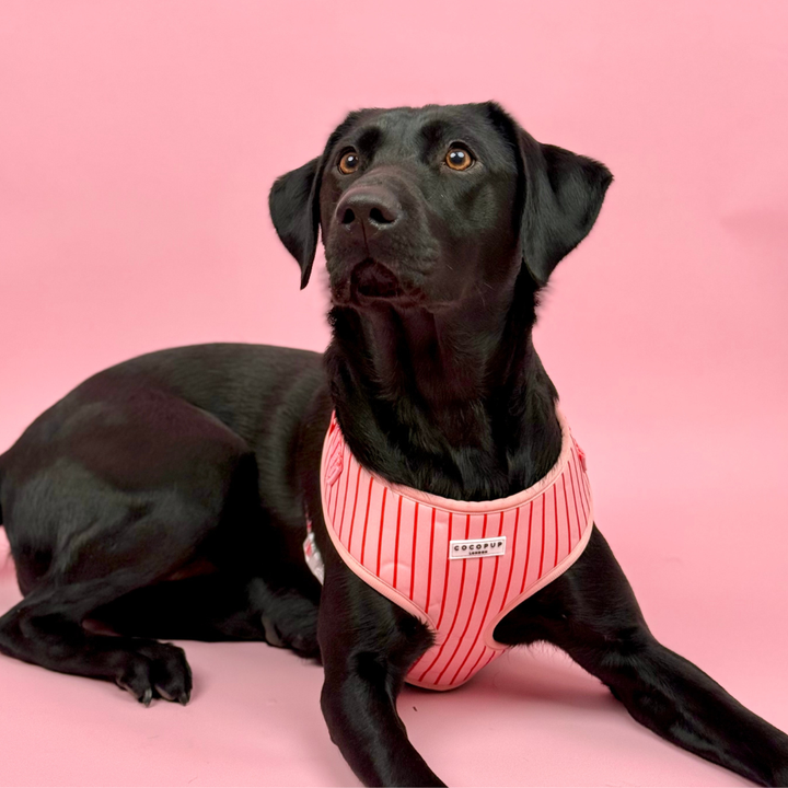 Candy Stripe Adjustable Neck HARNESS