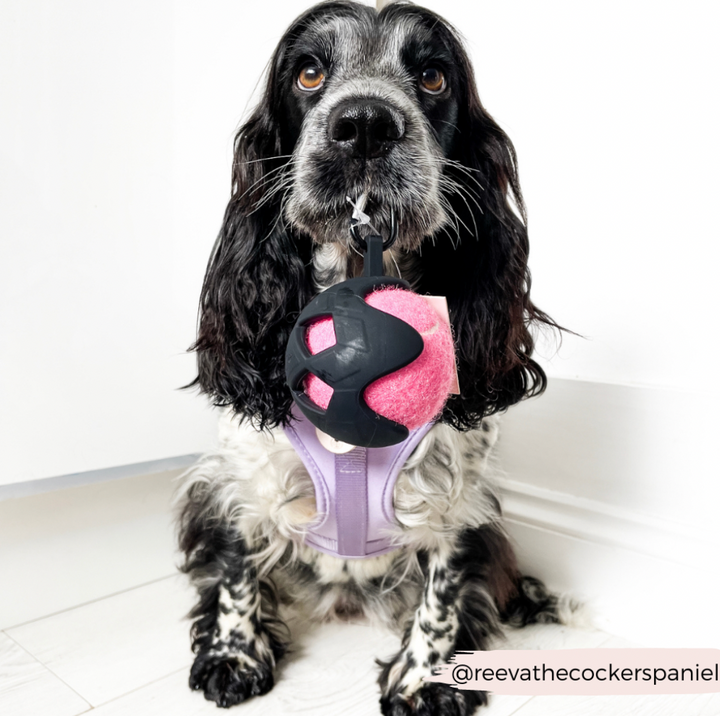 Tennis Ball Holder + One Tennis Ball Set