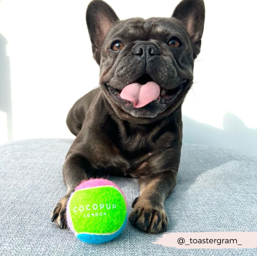 Tennis Ball Holder + One Tennis Ball Set