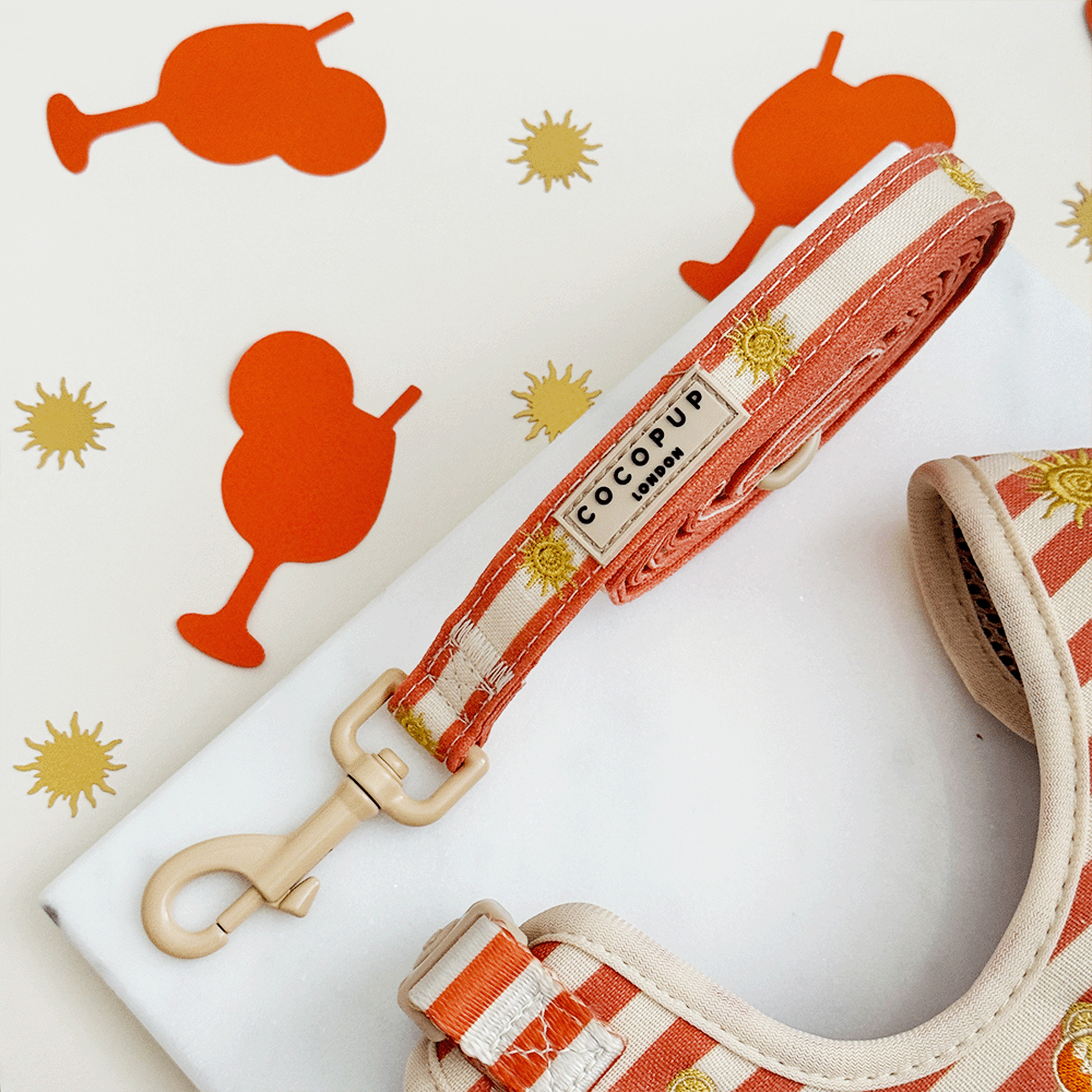 Sunshine & Spritz Adjustable Neck Harness, Lead & Collar Bundle
