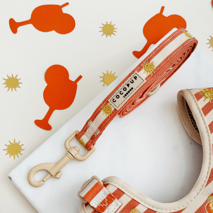 Sunshine & Spritz Adjustable Neck Harness, Lead & Collar Bundle