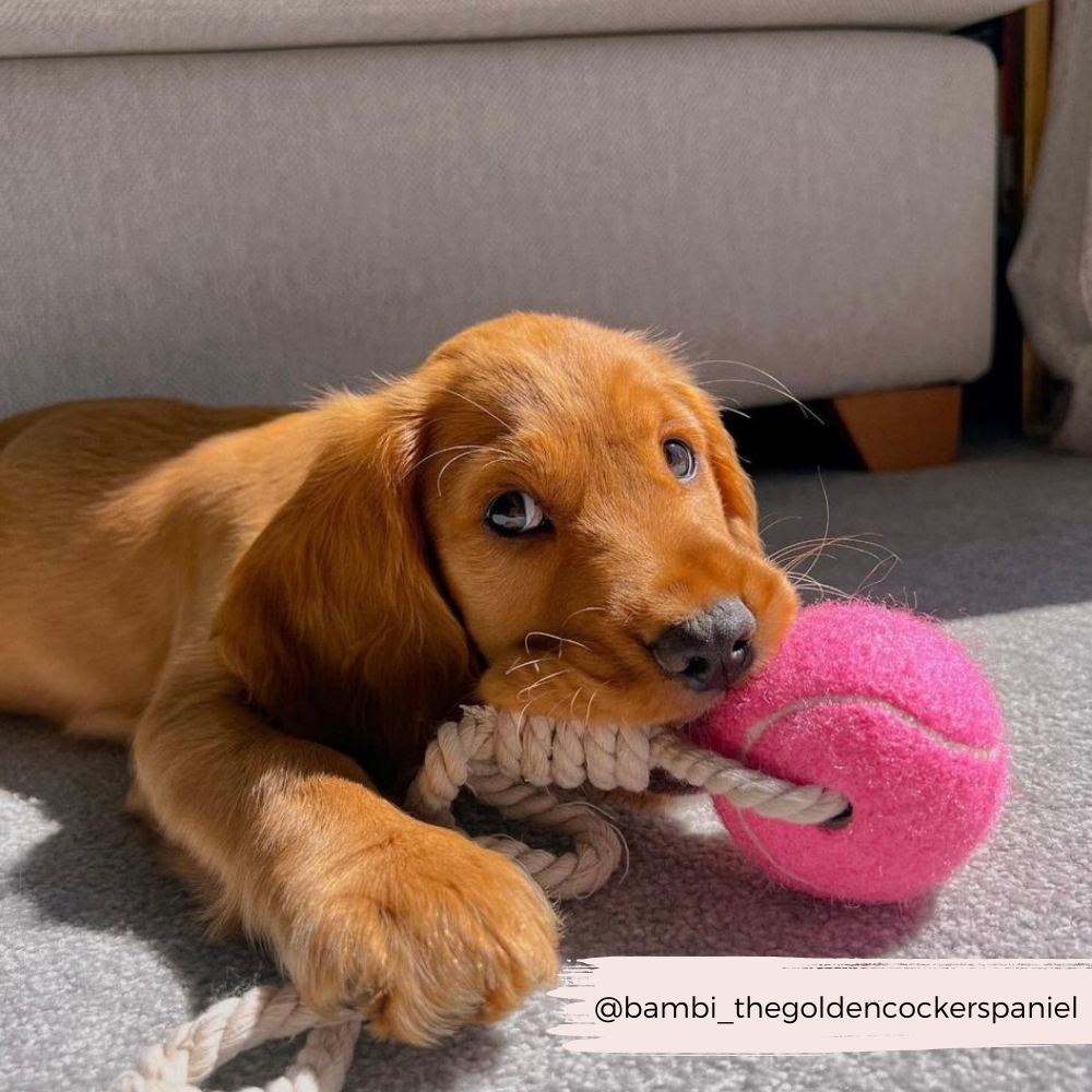 Tennis Ball Rope Toy Bundle