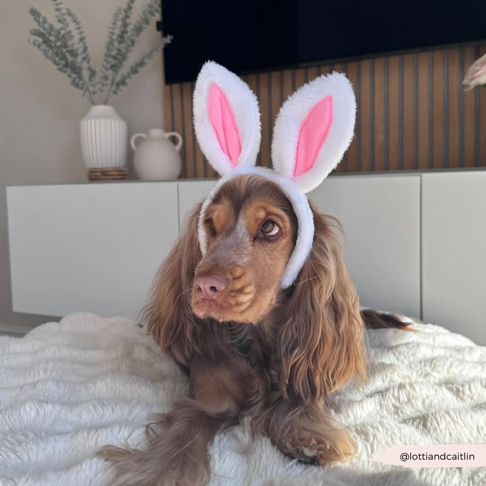 Dog Bunny Ears