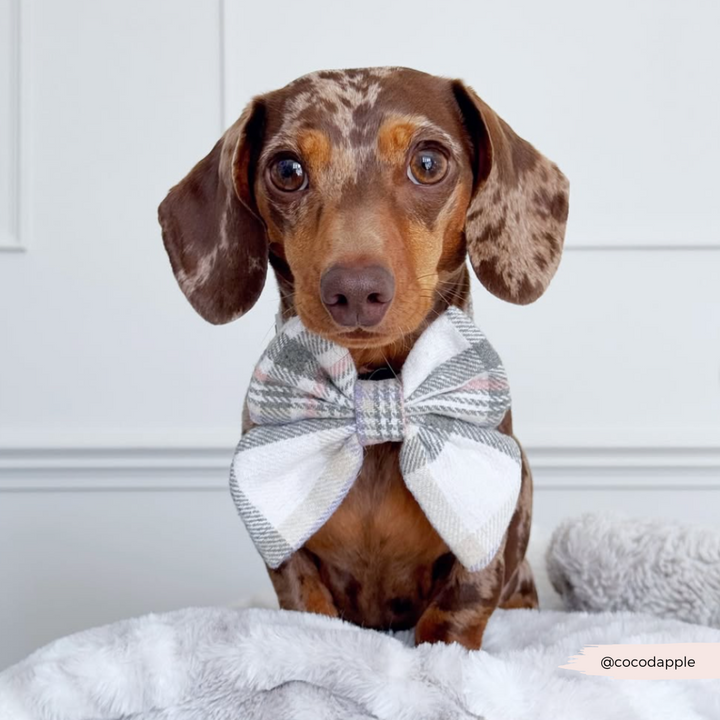 Oxford Plaid Sailor Bow Tie