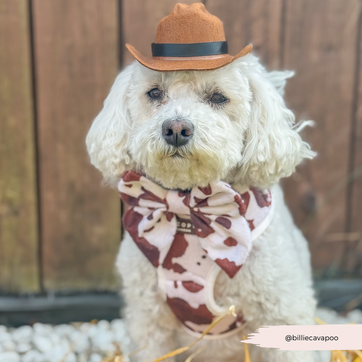 Rodeo Pup Dog Hat